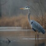 A heron standing in shallow water surrounded by reeds and trees