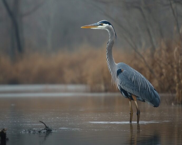 A heron standing in shallow water surrounded by reeds and trees