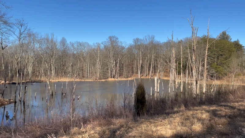 A quiet lake surrounded by bare trees in Sugar Ridge Wildlife Area, where bald eagles and owls are often spotted during winter