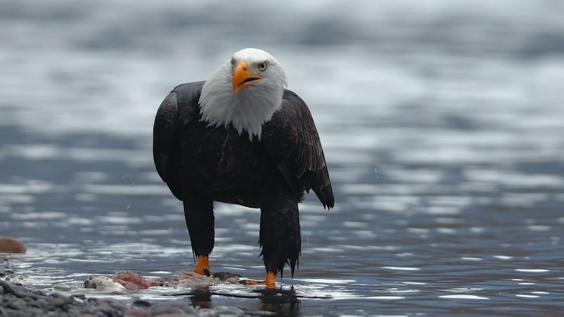 A bald eagle stands at the water’s edge in Patoka Lake