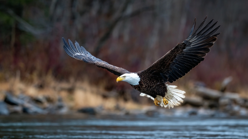 A bald eagle flies low over the water at Salamonie Reservoir
