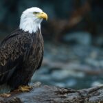 A bald eagle stands on a log near the water, one of many bald eagles you can spot in Indiana's top birdwatching areas