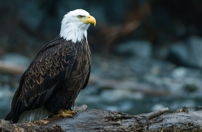 A bald eagle stands on a log near the water, one of many bald eagles you can spot in Indiana's top birdwatching areas