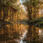 A calm forest stream reflecting golden autumn leaves in Brown County, Indiana