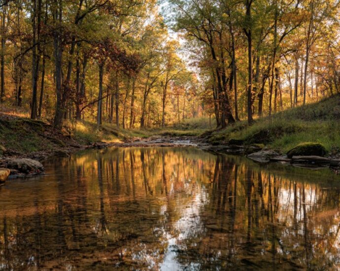 A calm forest stream reflecting golden autumn leaves in Brown County, Indiana