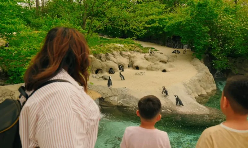 A woman and two children watch penguins on a sandy, rocky enclosure surrounded by lush greenery