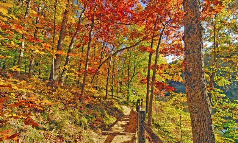 A vibrant autumn forest scene with a dirt path winding through trees