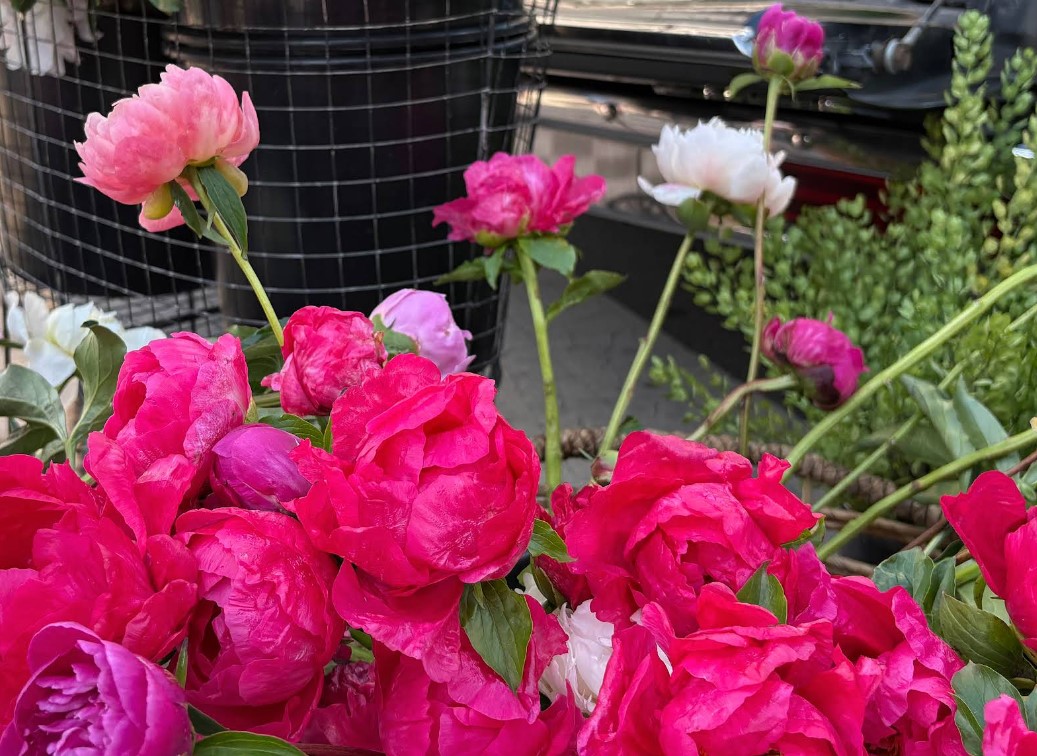 Peonies