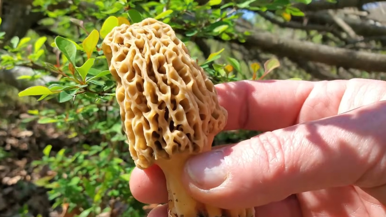 Person holding a freshly picked morel mushroom in the woods