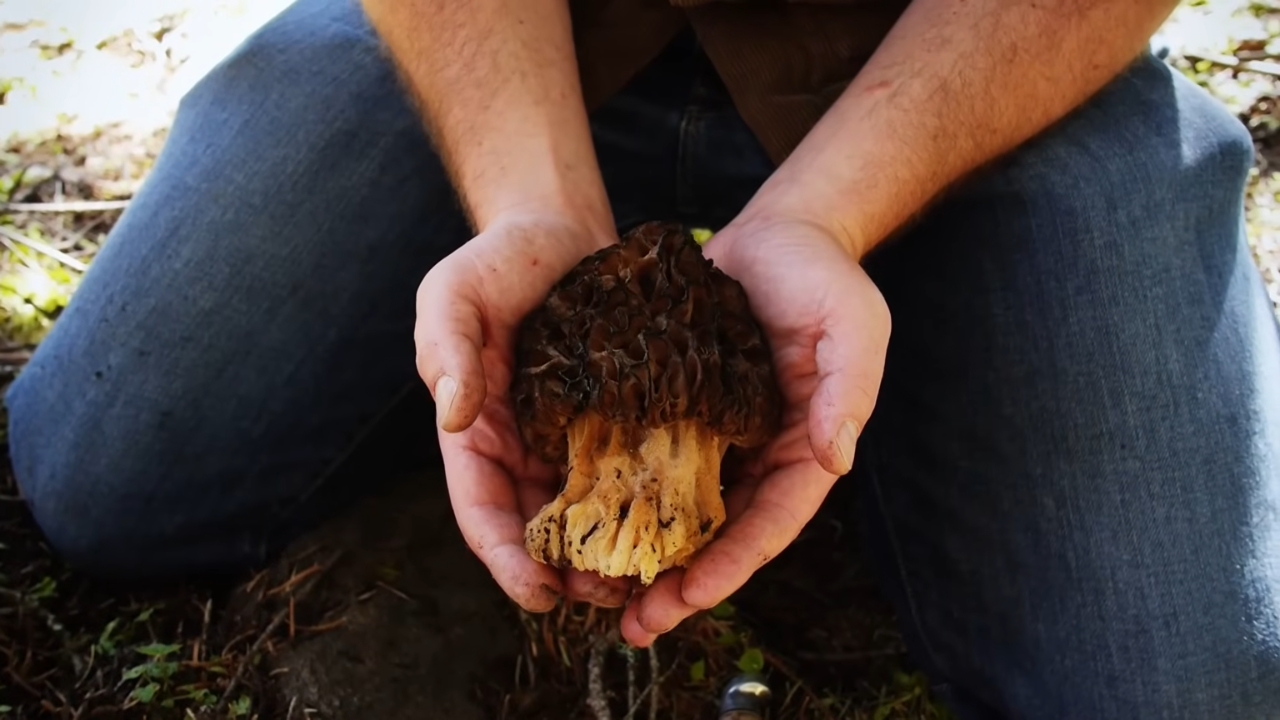 Person holding a large morel mushroom with both hands
