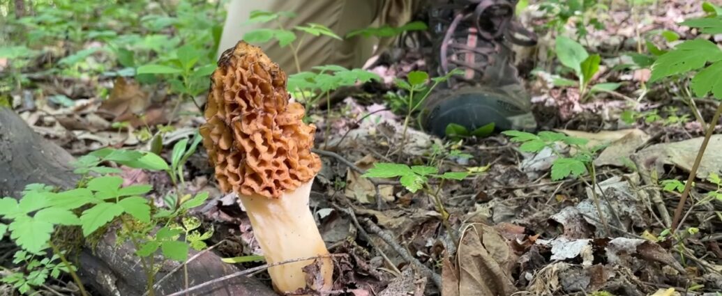 Hunter kneeling beside a large morel mushroom in the forest