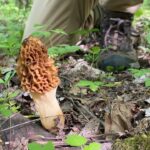 Hunter kneeling beside a large morel mushroom in the forest