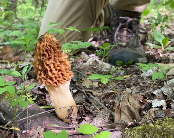 Hunter kneeling beside a large morel mushroom in the forest