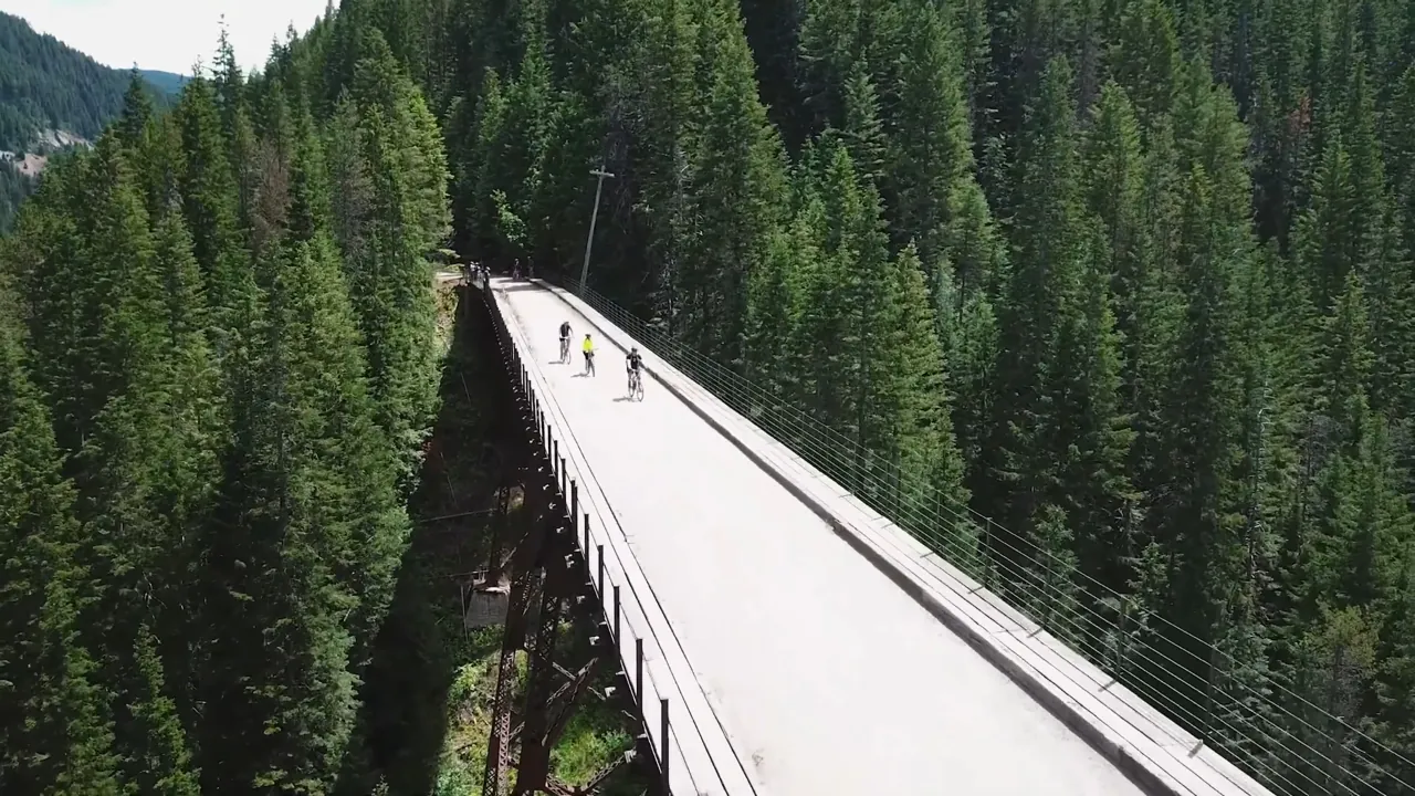 Cyclists cross a high bridge through a dense pine forest