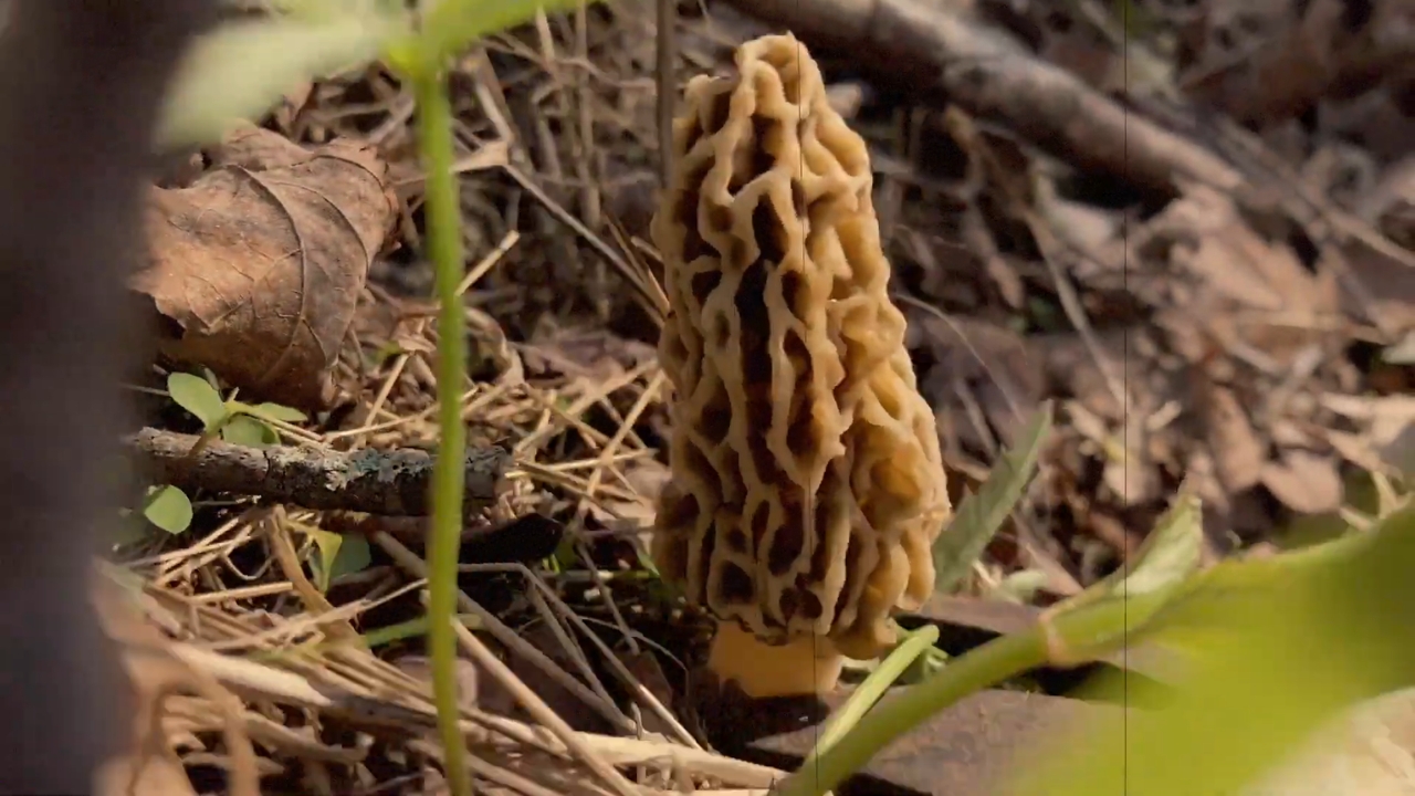 Morel mushroom growing among leaves on the forest floor